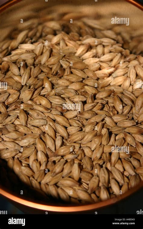 malted barley for distilling.